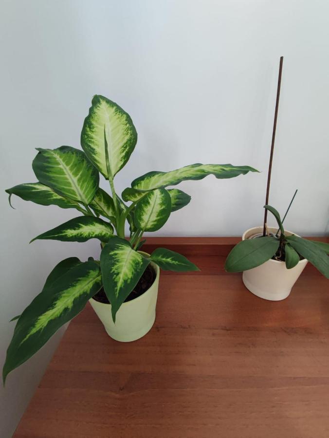 M K L Studio Alba Iulia Zewnętrze zdjęcie